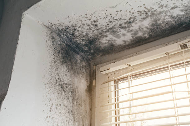 Affordable Attic Mold Remediation solutions in Newton, NJ